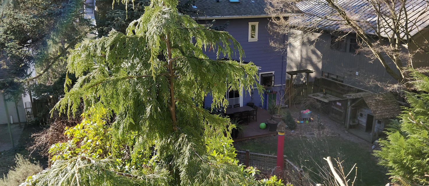 Large, tall trees anywhere in your lot can provide great shade on your home, especially in the summer months. Tree removal can mean higher utility costs to cool the home.